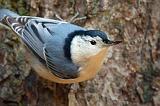 White-breasted Nuthatch_52065
